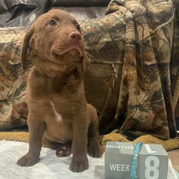 Blue Dot - Brown female Chesapeake Bay Retriever puppy in Wisconsin Dells, Wisconsin from Kilbourn Chesapeakes