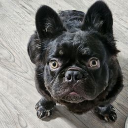 Hughie - French Bulldog