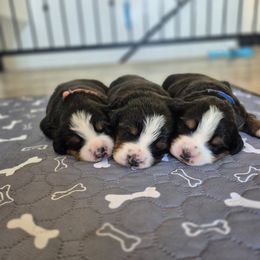 First pick - Black rust and white female Bernese Mountain Dog puppy in Utah from Premium Puppies
