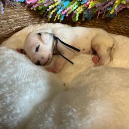 Cookie Dough- Blue-HUA - White and black male Dalmatian puppy in Claremore, Oklahoma from Lotsofdots Dalmatians