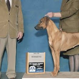 Rhodesian Ridgebacks from Deborah Lappat