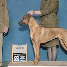 Rhodesian Ridgebacks from Deborah Lappat
