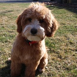 Sally - Goldendoodle