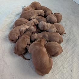 Dogwood - Dark golden male Golden Retriever puppy in Wendell, Minnesota from Floden Farm Golden Retrievers