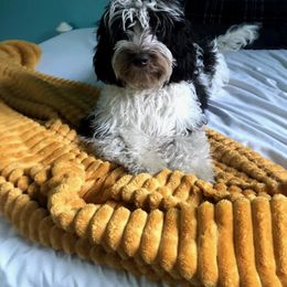 Molly - Australian Labradoodle