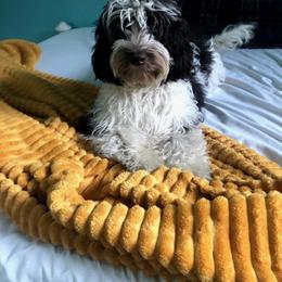 Molly - Australian Labradoodle