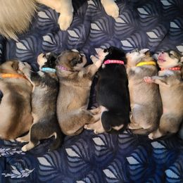 "Harleen & J's Puppies" Siberian Husky Puppies from JK Wisteria Huskies