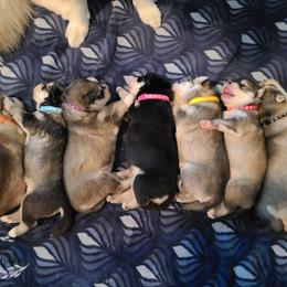 "Harleen & J's Puppies" Siberian Husky Puppies from JK Wisteria Huskies