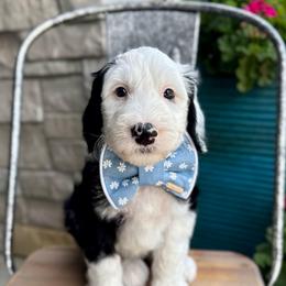 Mutton Bustin' - Black and white male Sheepadoodle puppy in Adams, Nebraska from Boxcar Doodles and Poodles