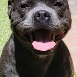 Mighty - Staffordshire Bull Terrier