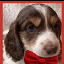 Mack - Chocolate and tan male Dachshund puppy in Bentonville, Arkansas from T & D Dachshunds by design