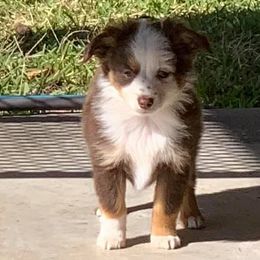 Toy Australian Shepherds from Texas Toy Aussies