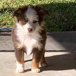 Toy Australian Shepherds from Texas Toy Aussies