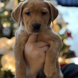 Labrador Retriever Puppies from Sun Ridge Labradors