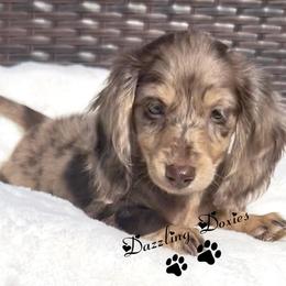 Cersei's Chocolate and Cream Dapple -- Female - Dapple female Dachshund puppy in Kalama, Washington from Dazzling Doxies