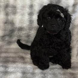 Black Female - female Cavapoochon puppy in Waldron, Arkansas from Kay’s Cutie Poos