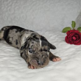 Zeus NALC - Blue merle male Catahoula Leopard Dog puppy in Doerun, Georgia from Twig and Tail Puppies