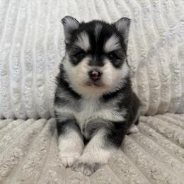 Cosmo - Black and white male Pomsky puppy in Valparaiso, Indiana from Valparaiso Pomskys