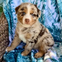Ozzie - Red merle male Australian Shepherd puppy in Oxford, Florida from SoCo Aussies