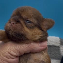 Amber- orange collar - Chocolate and tan female Shih Tzu puppy in Clarksburg, West Virginia from Pilgrim Shih tzu