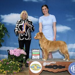 Nova Scotia Duck Tolling Retriever All Grown Up from Terracotta Tollers