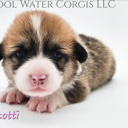 Biscotti - Red female Pembroke Welsh Corgi puppy in Kiowa, Colorado from Cool Water Corgis LLC