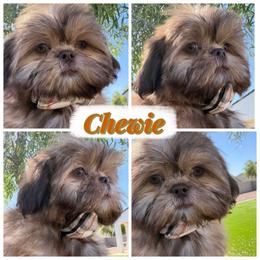 Chewie - Liver male Shih Tzu puppy in Austin, Texas from Shih Tzu’s  ‘N’ Love