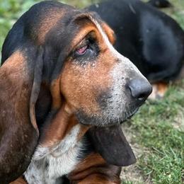 George - Basset Hound