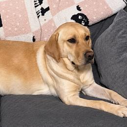 Muffin - Labrador Retriever