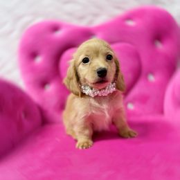 Cookie - Red female Dachshund puppy in Richmond, Virginia from Irresistible Dachshunds & Cavaliers