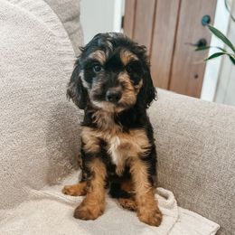 Onyx - Blue merle male Aussiedoodle puppy in Tryon, North Carolina from Melrose Mountain Farm