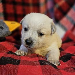 Echo - Red speckled female Australian Cattle Dog puppy in Sneedville, Tennessee from JoAnn's Australian Cattle Dogs