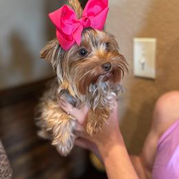 Yorkshire Terrier puppies from Krista's Fur Babies