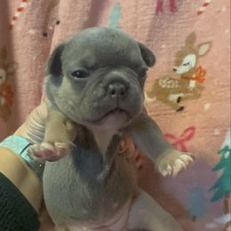 Girl 4 - Blue female French Bulldog puppy in Gerber, California from In The Zone Dog Training and Breeding
