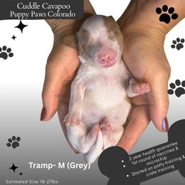 Lady Tramp - Blenheim male Cavapoo puppy in Fort Lupton, Colorado from Puppy Paws Colorado