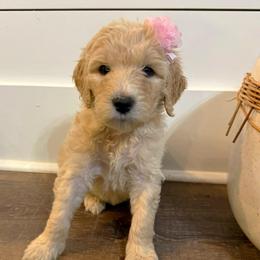 Juliet - Parti female Goldendoodle puppy in Social Circle, Georgia from Poppiedoodle Farms