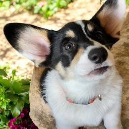 Tilie Mae - Pembroke Welsh Corgi