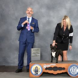 Stormy - French Bulldog