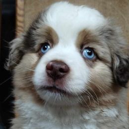 Red merle 2 - Red merle Miniature Australian Shepherd puppy in Omak, Washington from Willow Flats Kennels