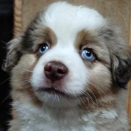 Red merle 2 - Red merle Miniature Australian Shepherd puppy in Omak, Washington from Willow Flats Kennels