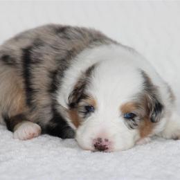 Hyatt - Blue merle female Australian Shepherd puppy in Circleville, Utah from Canyon Creek Aussies