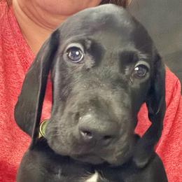 Boy 3 - Black male German Shorthaired Pointer puppy in Aitkin, Minnesota from Whispering’s GunDogs