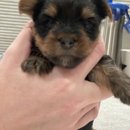 Yorkshire Terrier Puppies from Beantown Yorkshires