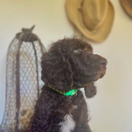 Braeburn - Brown male Poodle puppy in Julian, California from Above the Pines Poodles