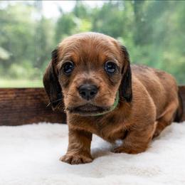Jamison - Red male Dachshund puppy in Deville, Louisiana from Little Wire Wonders of Louisiana