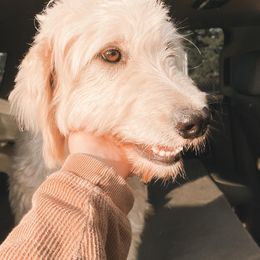Goldendoodle and Poodle All Grown Up from Southern Tide Poodles & Doodles