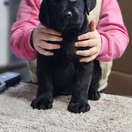 Maroon - Black female Labrador Retriever puppy in Yelm, Washington from Prince Labradors