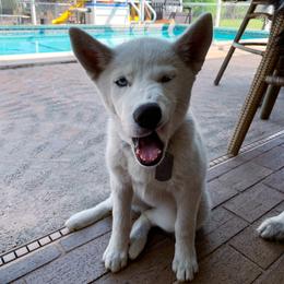 Siberian Husky Puppies from Hargaden Huskies