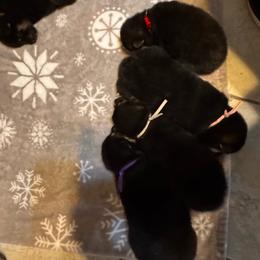 Shiba Inu puppies from GBs Shiba Inu's