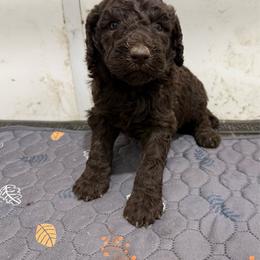 Brownie - Brown male Poodle puppy in Wentworth, South Dakota from PaintersPreciousPoodles